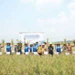 Pertamina dan Pemkab Blora Gelar Panen Raya Padi